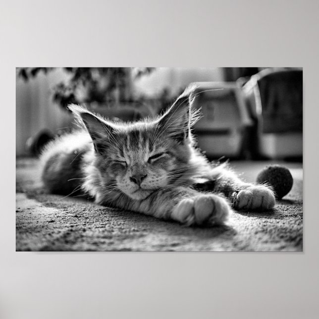 Poster Maine Cachorro Gato Preto e Branco (Frente)