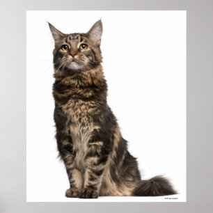 Póster Maine Coon (8 meses de idade) 2