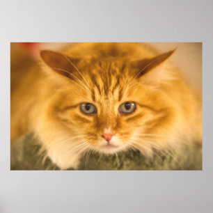 POSTER MAINE COON CAT STARE