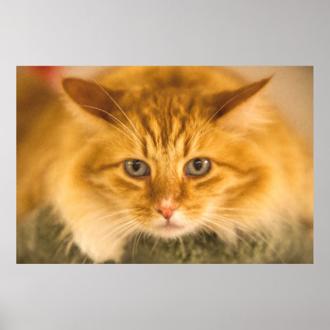 POSTER MAINE COON CAT STARE (Frente)
