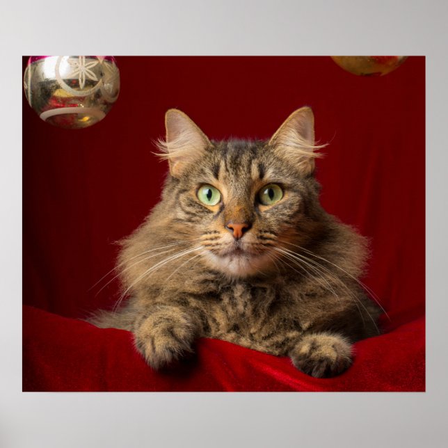 Poster Maine Coon para o Natal com colecionador (Frente)