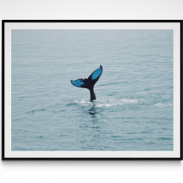 Poster Maine Humpback Whale Tail
