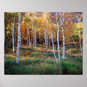 Poster Maine, Parque Nacional de Acadia, Outono