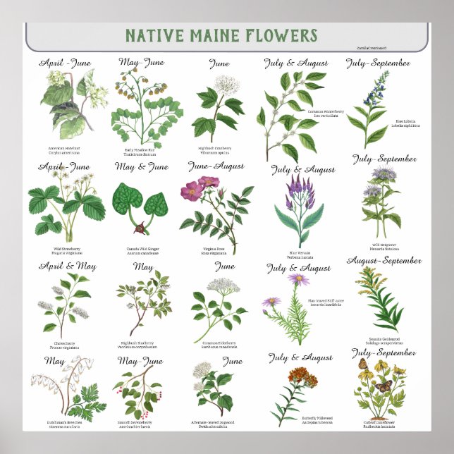 Poster Maine Wildflower Blossom Mês Latim Nome (Frente)