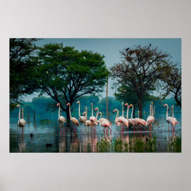 Poster Maior rebanho flamingo no habitat natural. Uma nat (Frente)