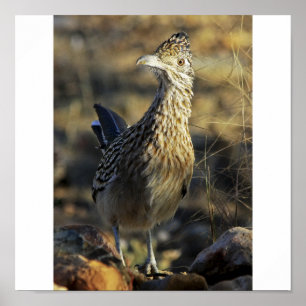Póster Maior Roadrunner