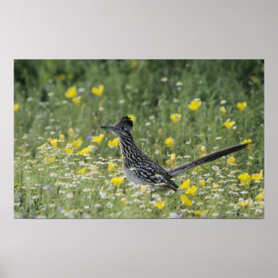 Póster Maior Roadrunner, californianus do Geococcyx,