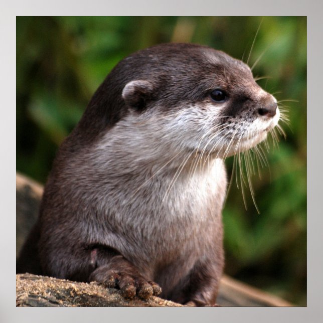 Póster Mais próximo (Frente)