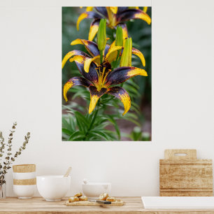 Poster Majestade da Meia-Noite: Lily Asiática Híbrida Neg