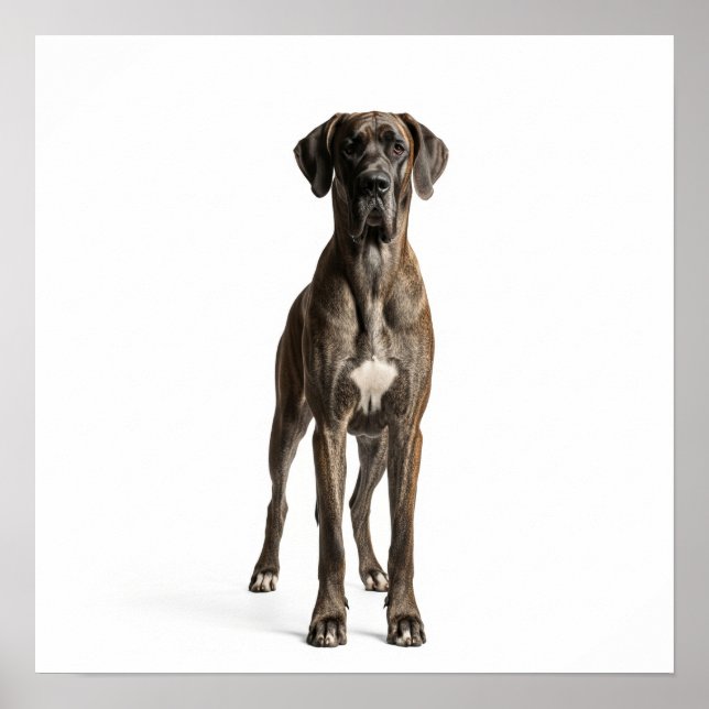 Poster Majestade Great Dane (Frente)