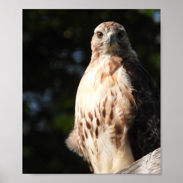 Poster Majestade Red Tail Hawk Stare Abaixo (Frente)