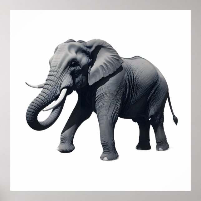 Poster Majestic African Elephant Walking with Large Tusks (Frente)
