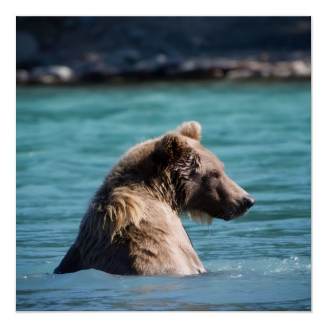 Póster Majestic Alaskan Brown Bear (Frente)