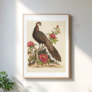Poster Majestic Peacock bird Floral Vintage Illustration