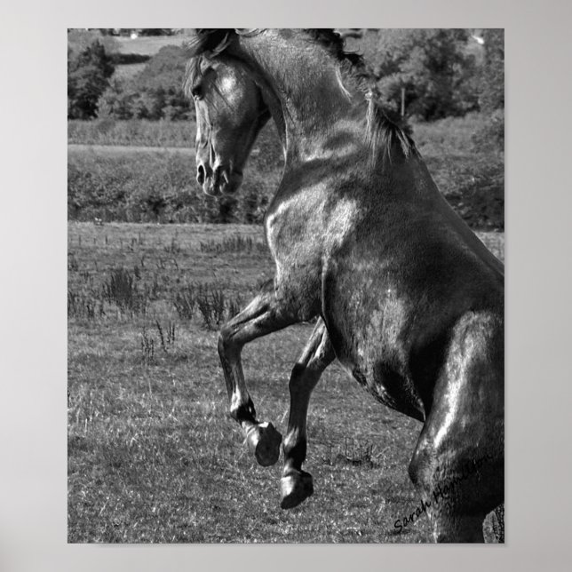 Poster majestoso (Frente)