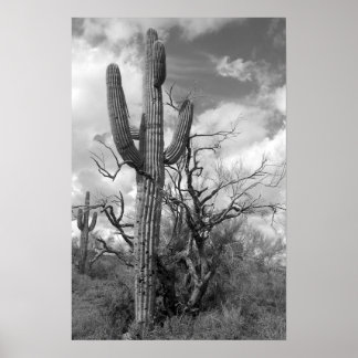 Poster Majnacional Saguaro Cactus (b/p)