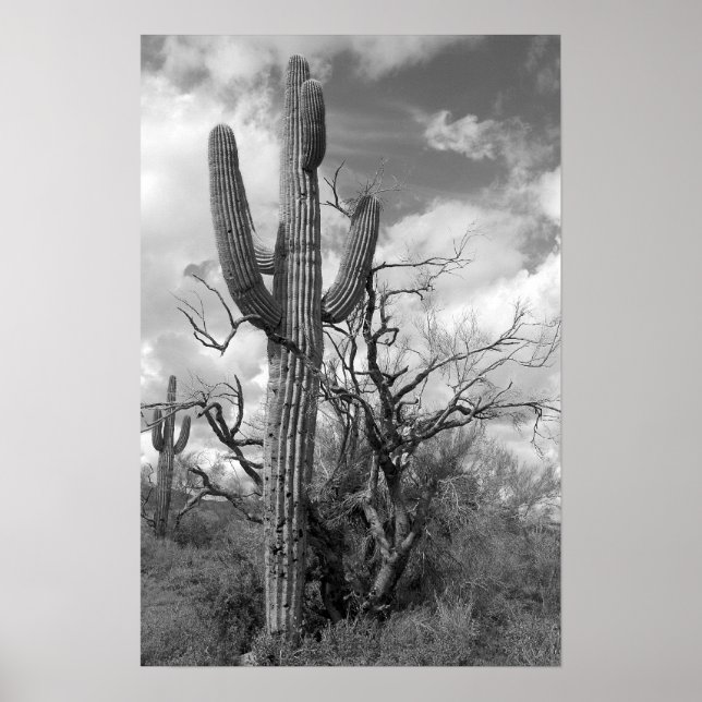 Poster Majnacional Saguaro Cactus (b/p) (Frente)