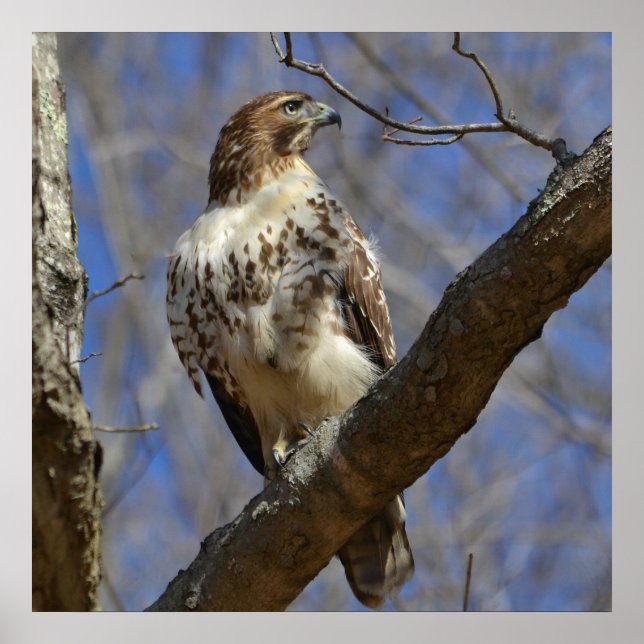 Póster Majtic Hawk (Frente)