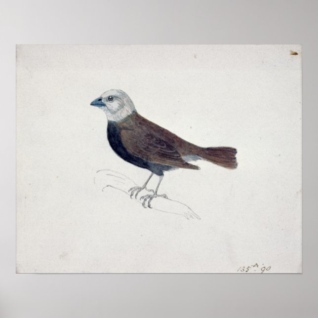 Póster Malacca Crossbeak (Frente)