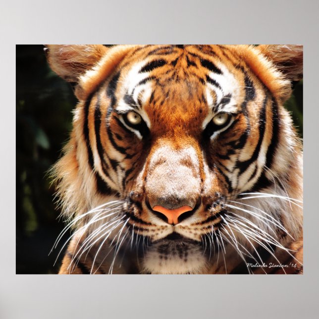 Poster Malaio King (Frente)