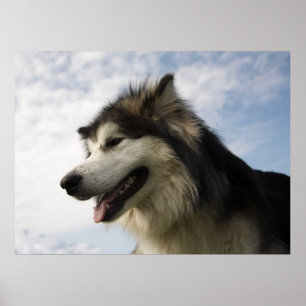 Póster Malamutes do Alasca