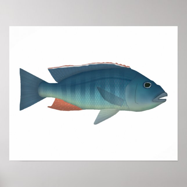 Poster Malawi Hawk (Frente)