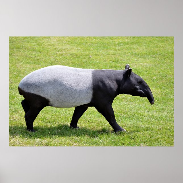 Póster Malayan tapir walking on grass (Frente)