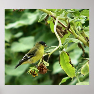Póster Male American Goldfinch
