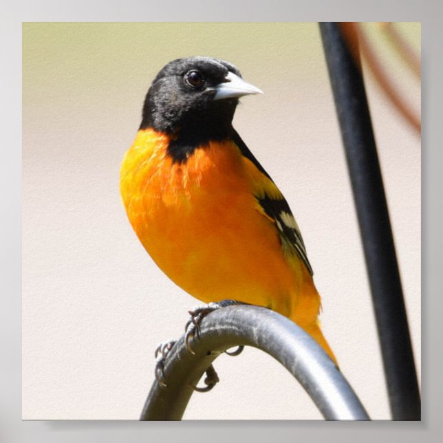 Poster Male Baltimore Oriole (Frente)