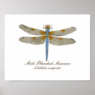 Poster Male Bleached Skimmer Dragonfly