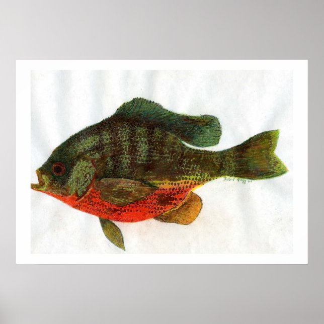 Póster Male Bluegille (Frente)