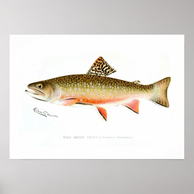 Poster Male Brook Trout (Frente)