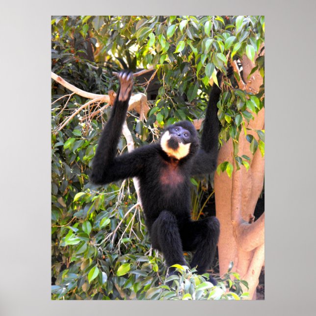 Póster Male Buff gibbon com a cara (Frente)