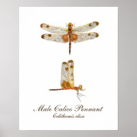 Male Calico Pennant Dragonfly