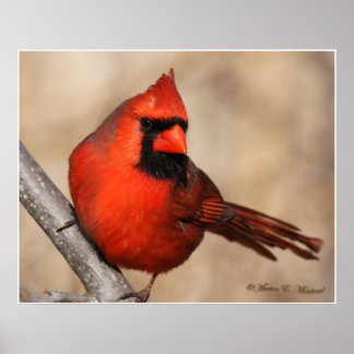 Poster Male Cardinal