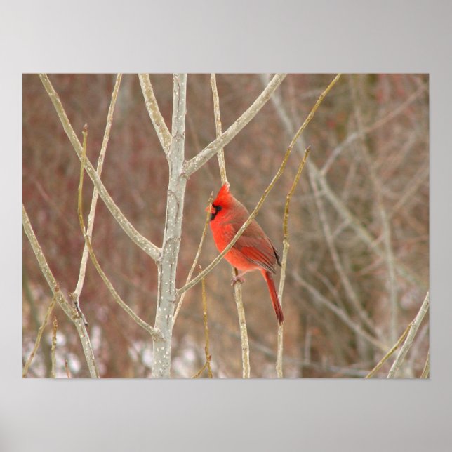 Póster Male Cardinal Canvas (Frente)