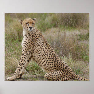 Póster male Cheetah, Acinonyx jubatus, Serengeti,