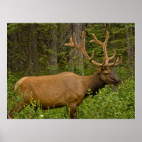 Male Elk | Banff National Park, Alberta, Canadá