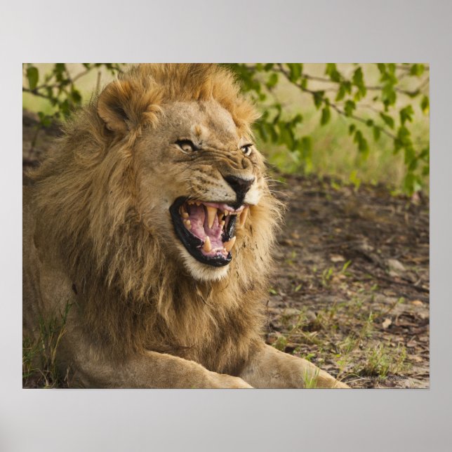 Poster Male lion snarling (Panthera leo), Okavango (Frente)
