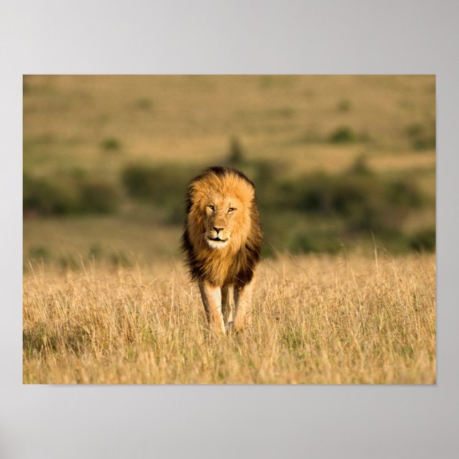 Poster Male Lion Walking (Frente)