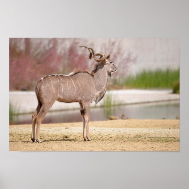 Poster Male Maior kudu (Frente)