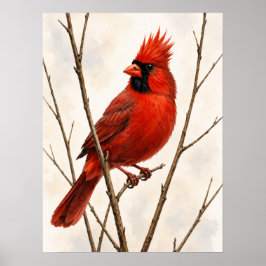 Poster Male Northern Cardinal