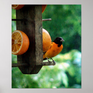 Póster Male Oriole