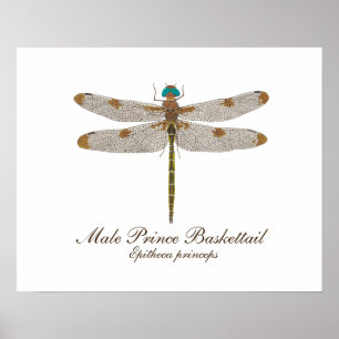 Poster Male Prince Baskettail Dragonfly Art