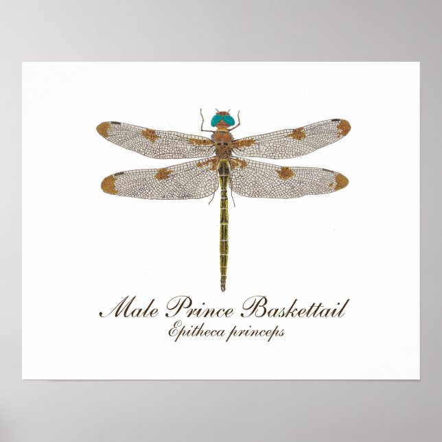 Poster Male Prince Baskettail Dragonfly Art (Frente)