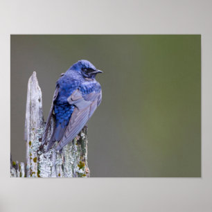 Póster Male Purple Martin nest sobre o lago Sammamish