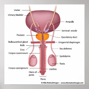 Póster Male reproductive organs, dorsal view, labeled