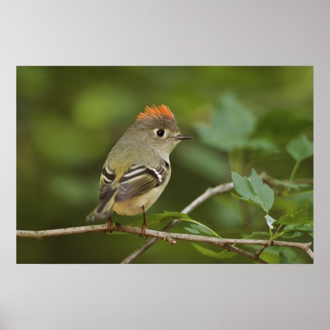 Póster Male Ruby-coroado Kinglet, Regulus Calendula (Frente)