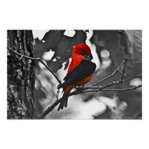Póster Male Scarlet Tanager