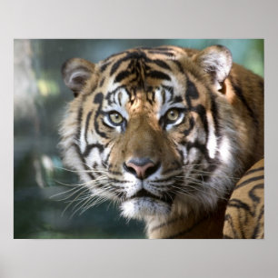Poster Male Sumatran Tiger (Panthera tigris sumatrae)